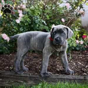 Faye, Cane Corso Puppy